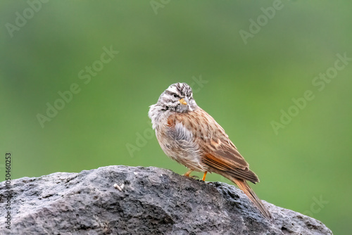 A striolated bunting calling loud during rains will sitting on a boulder on a hill on the outskirts of Pune town, Maharashtra  photo