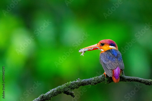 An Oriental dwarf kingfisher perched on top of a tree branch in the deep jungles on the outskirts of Panvel, Maharastra on a rainy monsoon day