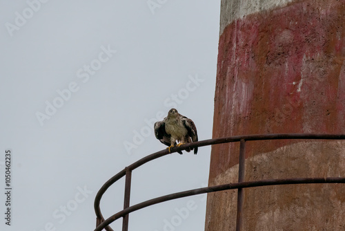 A bonelli's eagle flying away from its perched area on a water tank on the outskirts of Bhigwan, Maharastra  photo