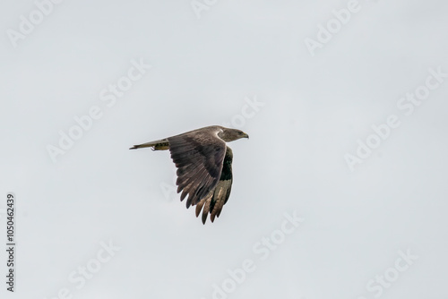 A bonelli's eagle flying away from its perched area on a water tank on the outskirts of Bhigwan, Maharastra  photo