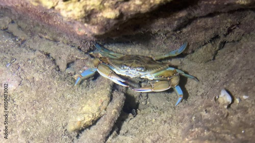 A blue crab that lives in the Mediterranean Sea. The African blue floating crab is Portunus segnis. A giant blue crab at night on a sandy beach. A crab with huge claws hunts on the seashore. 4К