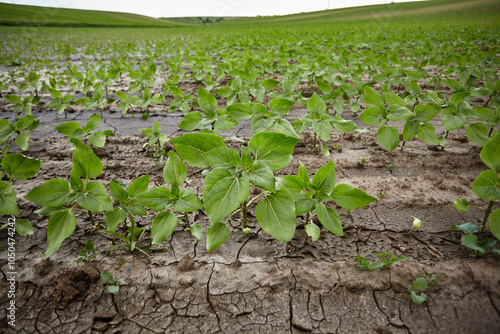 Sunflowers grow in the field on dry soil photo