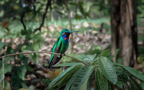 Broad-billed Hummingbird perched on a branch photo