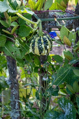 Gourd growing up chestnut paling fence in vegetable garden photo