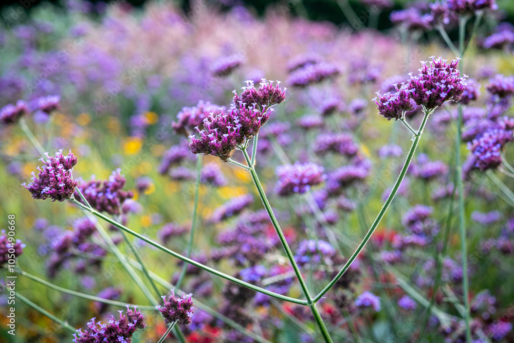 Verbena bonariensis Verbena bonariensis