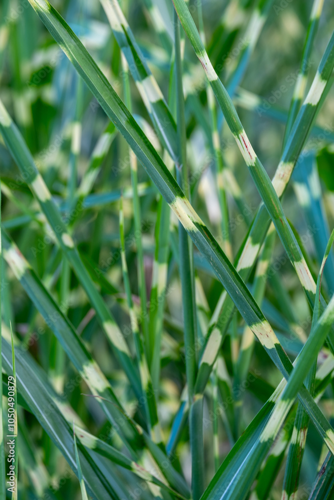Fototapeta premium Miscanthus sinensis 'Strictus'