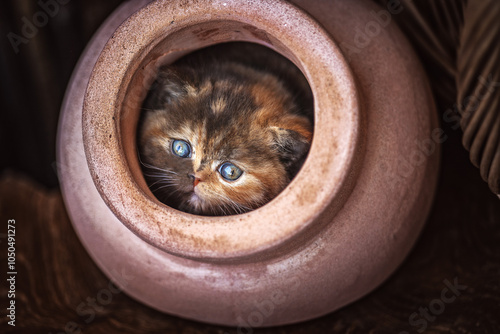 Niedliche Britisch Kurzhaar Kitten Katzenbaby photo