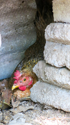 hen looking for hidden space for hatching eggs. hen lay on dried leaves nest. chicken coop. fresh egg from the farm. homesteading lifestyle.