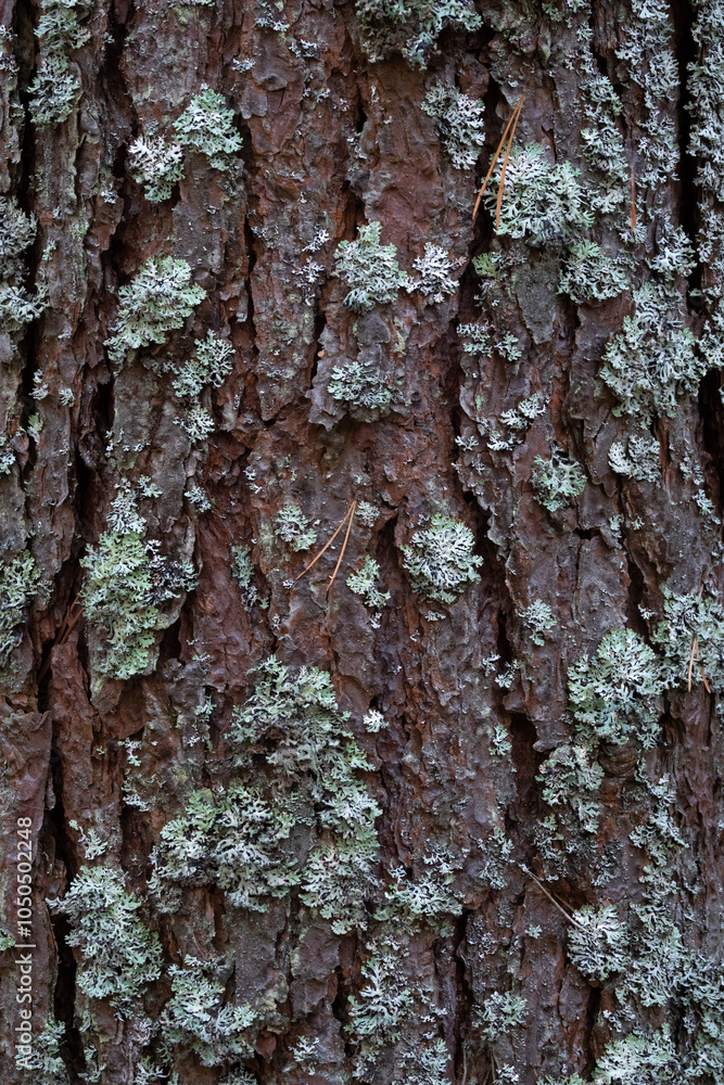 Obraz premium Pine tree bark texture background. Close up view.