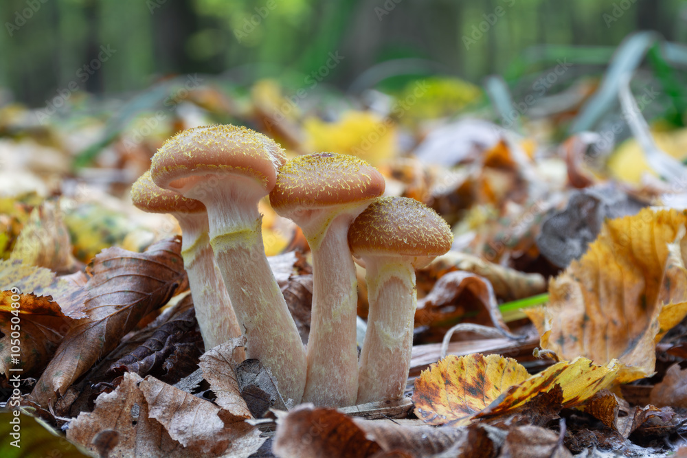 Φωτογραφία Wild honey agaric mushrooms armillaria mellea grow in the forest among fallen le