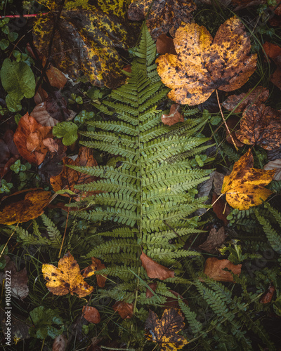 autumn composition of green fern and colourful leaves