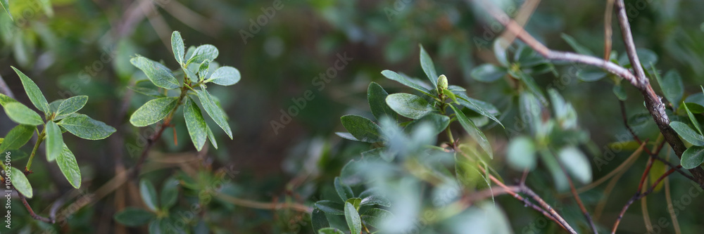 A close up of green leaves on a tree. The leaves are wet and shiny. Concept of freshness and vitality A close up of green leaves on a tree. The leaves are wet and shiny. Concept of freshness and vitality
