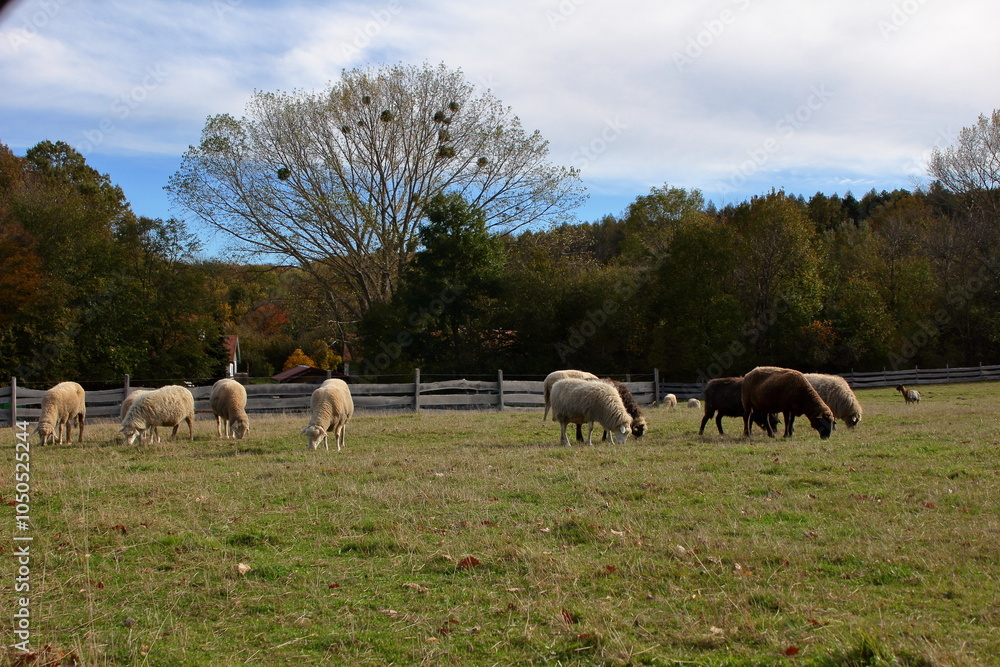 Obraz premium Sheep eat grass in a field.