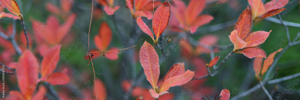 A tree with red leaves is shown in the image. The leaves are in various stages of ripeness, with some still green and others already red. The tree appears to be in a park or a natural setting A tree with red leaves is shown in the image. The leaves are in various stages of ripeness, with some still green and others already red. The tree appears to be in a park or a natural setting