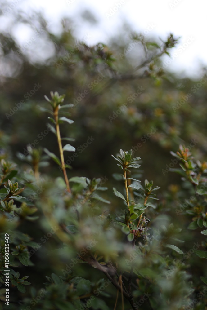 A close up of a bush with green leaves. The leaves are wet and the branches are full of them