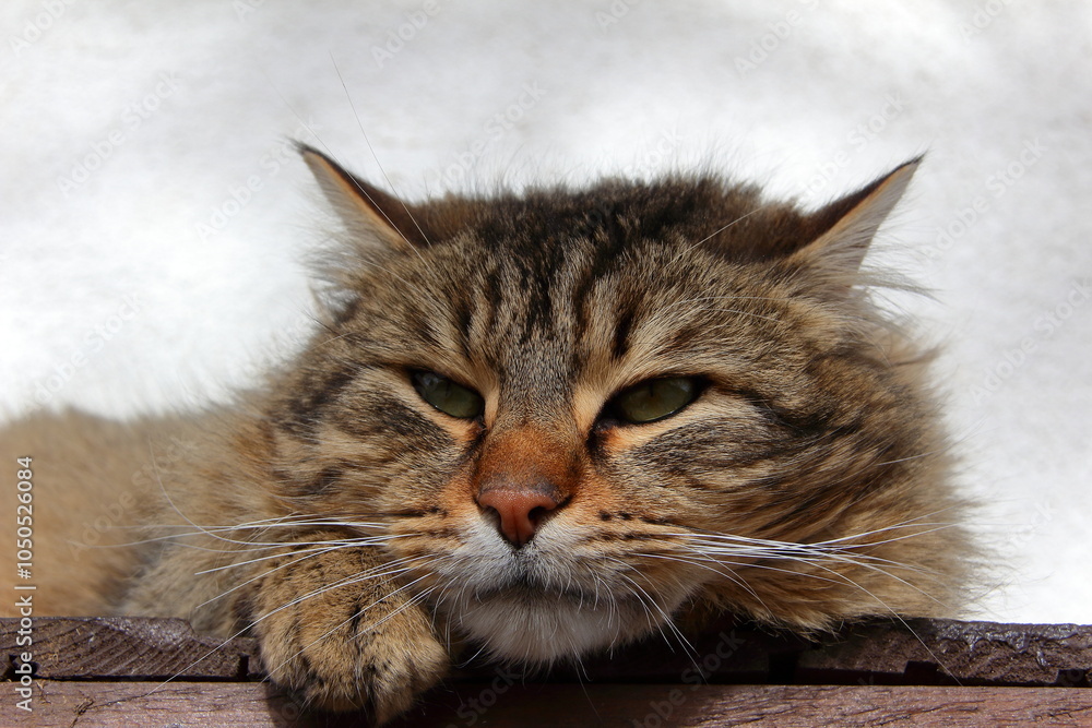 Fototapeta premium Domestic cat.