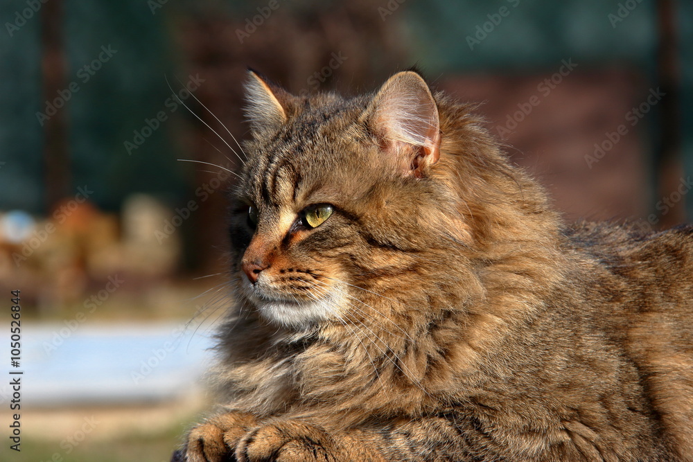 Fototapeta premium Domestic cat.