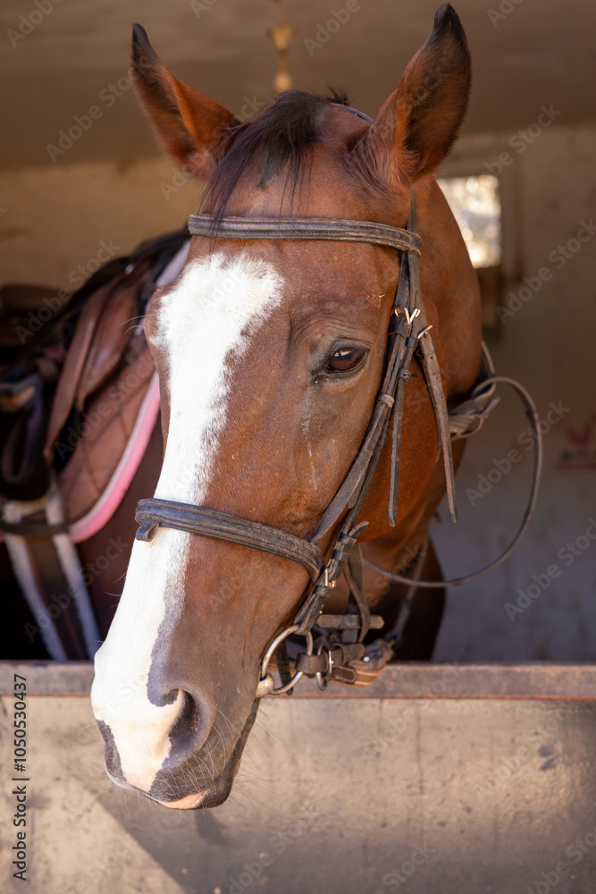 Brown horse waiting in a stable with a saddle and bridle at dawn in a rural area Brown horse waiting in a stable with a saddle and bridle at dawn in a rural area