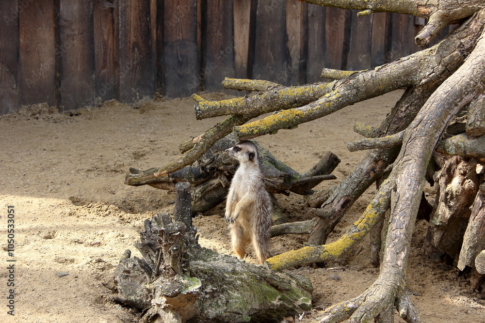 Fototapeta premium Curious meerkat