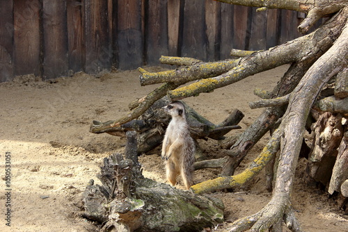 Photography Curious meerkat