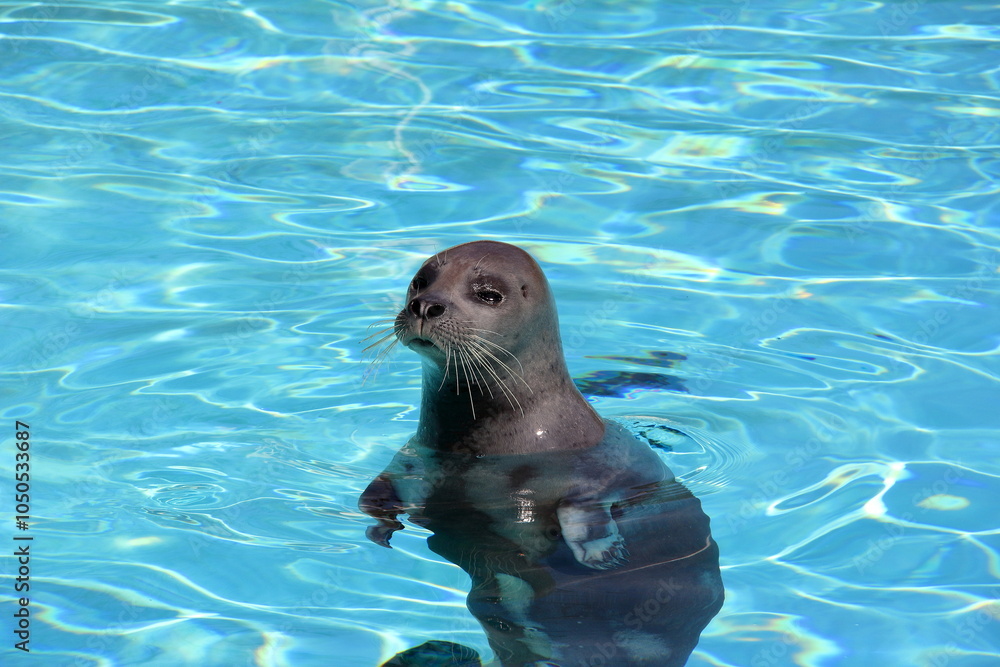 Obraz premium A lonely seal