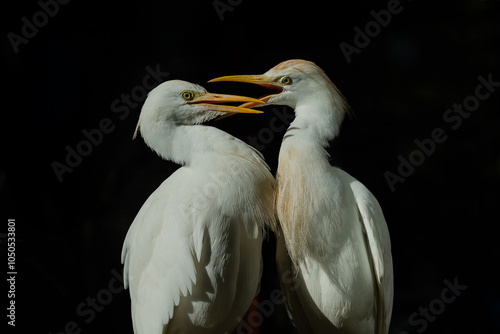 Great white heron facing each other with their beaks open on a dark background. (Ardea alba)