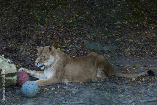 View of a lioness lying on the ground with two colored balls nearby, surrounded by autumn leaves.