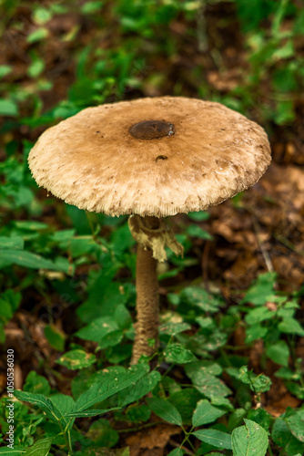 mushrooms in the forest