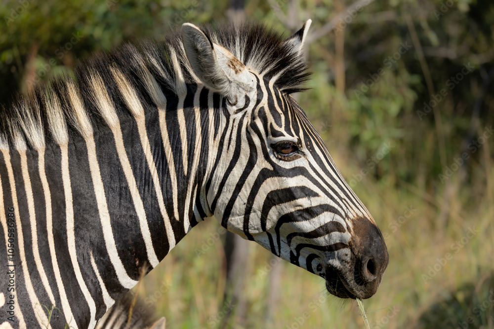 Fototapeta premium Wild Zebra