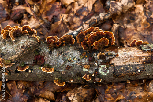 tree fungus