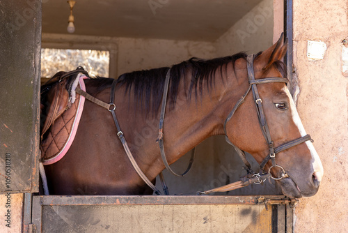 Brown horse waiting in a stable with a saddle and bridle at dawn in a rural area photo