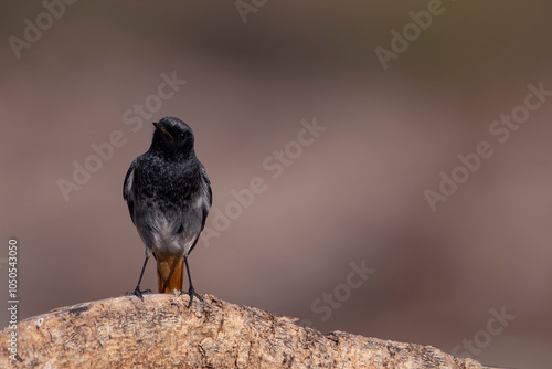 Male black redstart perched on a dry branch of tree. Birds with black and orange colors. Real photography in natural environment. Phoenicurus ochruros. photo