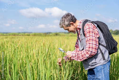 portrait agronomist or researcher using magnifying glass examining rice plant in paddy field,concept of rice agriculture,rice research,technology,development,business,industry