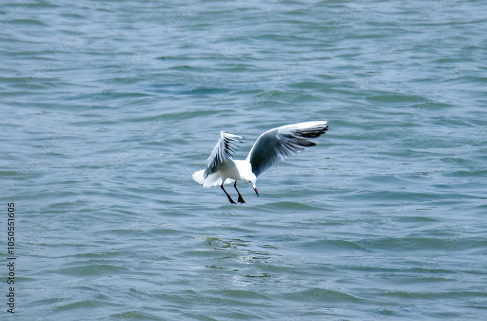 Ocean Hunters: Majestic Hartlaub's Gulls Scouring the Seas Ocean Hunters: Majestic Hartlaub's Gulls Scouring the Seas