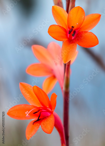 Watsonia (Watsonia schlechteri), also known as Suurkanol, Garden Route Botanical Garden, George. photo