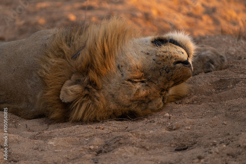 Closeup of a male lion's head laying upside down and sleeping in the golden afternoon light, Greater Kruger.  photo