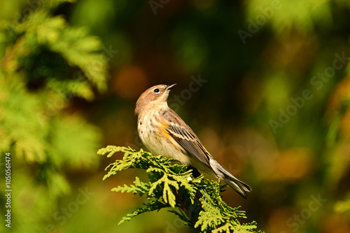 A Yellow-rumped warbler or Myrtle Warbler sits perched in a cedar tree showing its confusing fall coloring photo