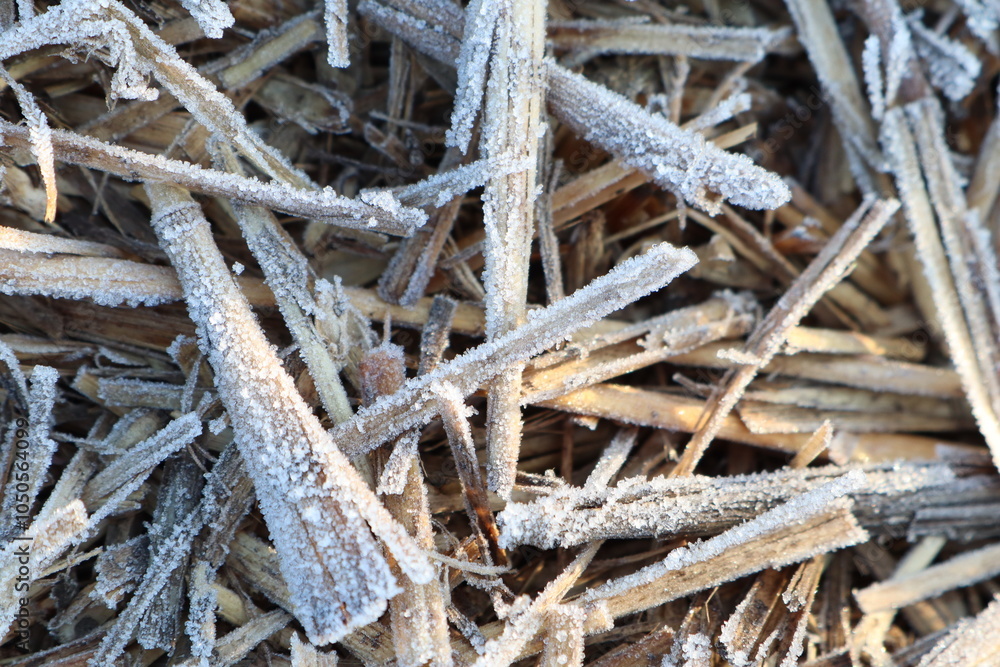 The Frosty Straw and the Dry Grass Shine Beautifully in the Soft Morning Light of Day The Frosty Straw and the Dry Grass Shine Beautifully in the Soft Morning Light of Day