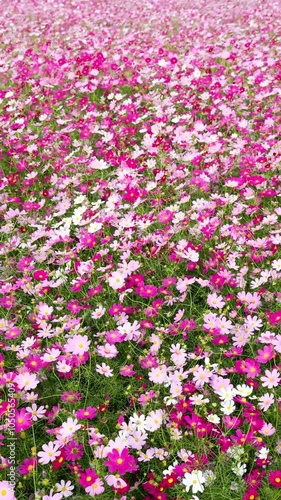 満開のコスモス（のこのしまアイランドパーク）