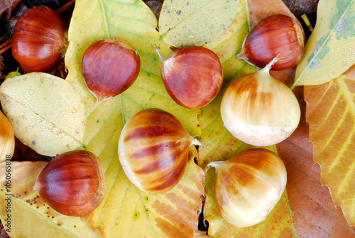 Chestnuts (Castanea sativa)...