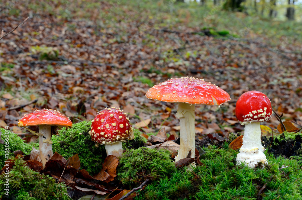 Group of fly agaric (Amanita muscaria) in an autumn beech forest
