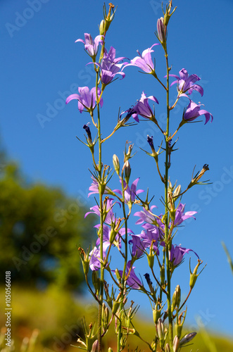 The rampion or rapunzel (Campanula rapunculus) in flower photo