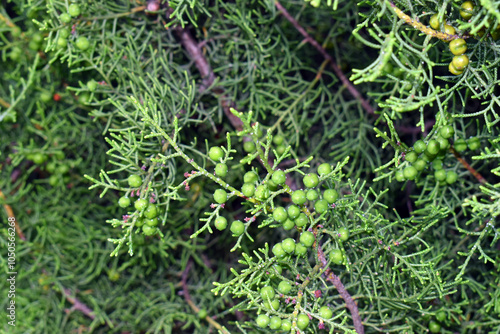 Leaves and fruits of the savin juniper (Juniperus sabina). photo