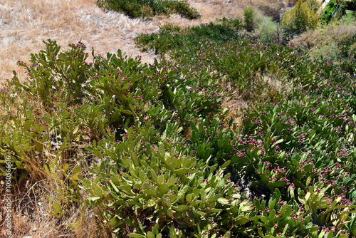 The invasive plant Opuntia ...