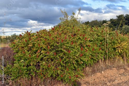 Specimens of Sicilian sumac...