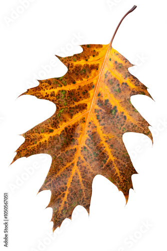 The leaf has a sharp-lobed shape