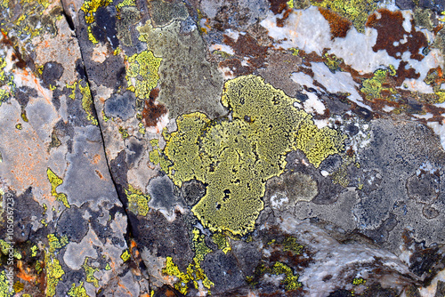 The map lichen Rhizocarpon geographicum on a rock photo