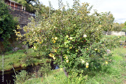 A quince tree (Cydonia oblo...