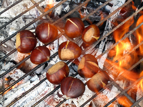 A group of chestnuts (Jugla...