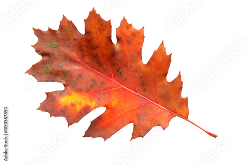 The leaf has a sharp-lobed shape